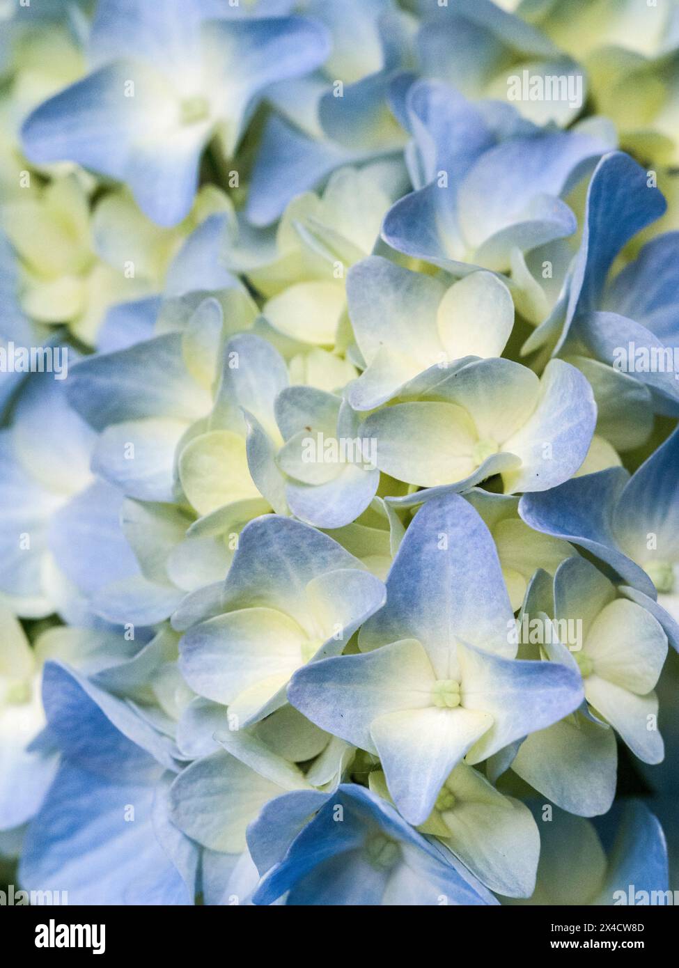 Stati Uniti, Stato di Washington, Auburn. Primo piano di un fiore di ortensia blu. Foto Stock
