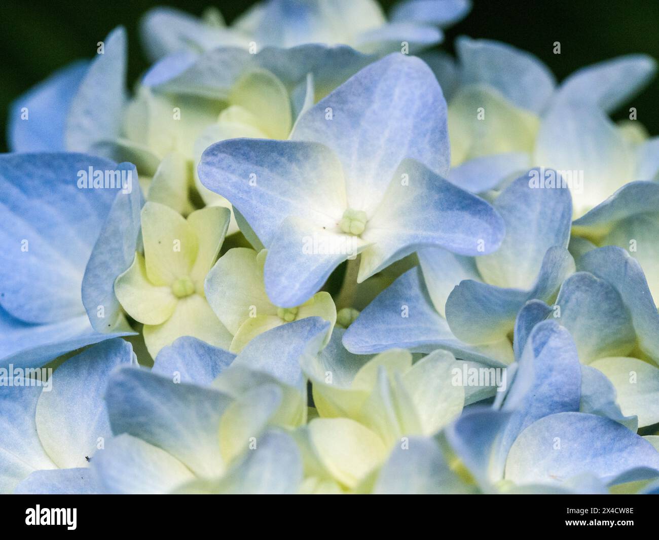 Stati Uniti, Stato di Washington, Auburn. Primo piano di un fiore di ortensia blu. Foto Stock