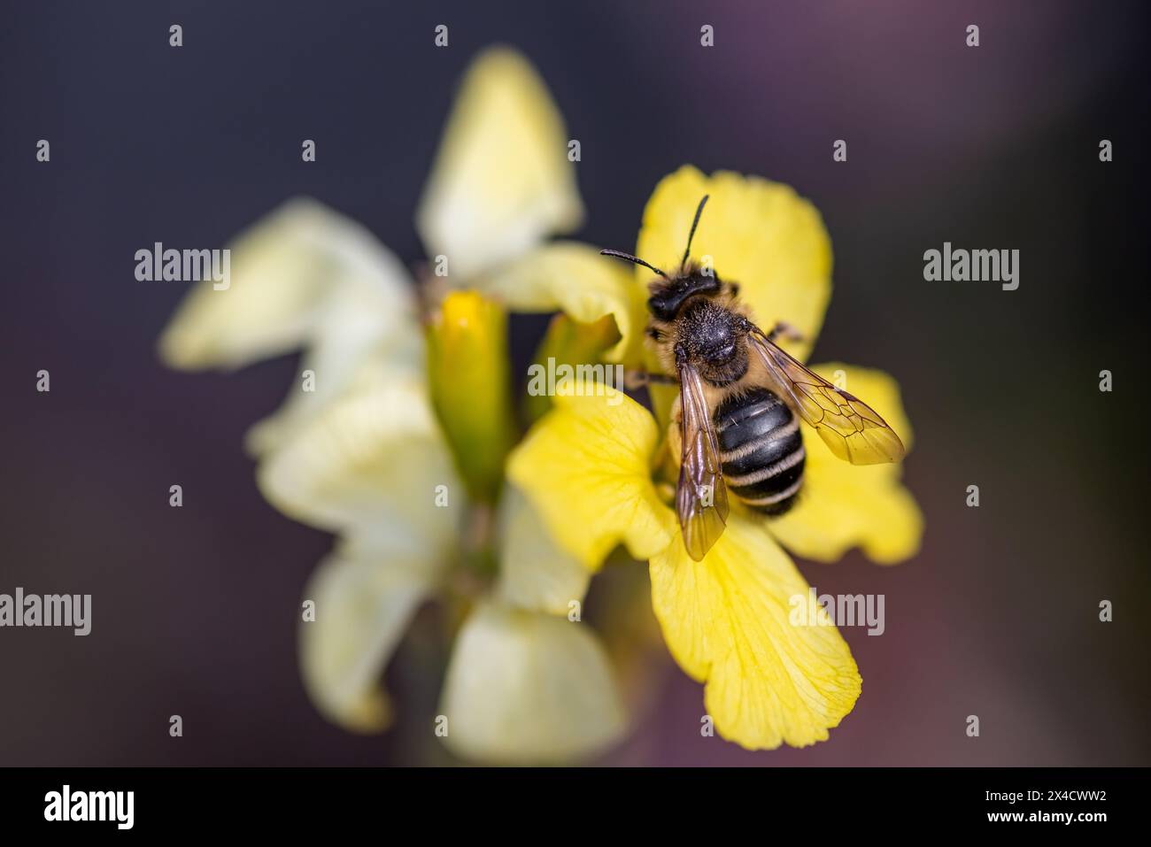 Weilburg, Germania. 29 aprile 2024. Un'ape di sabbia comune (Andrena flavipes) si trova su un fiore di lacca d'oro (Erysimum cheiri). Le Nazioni Unite hanno proclamato il 20 maggio giornata Mondiale delle api. Crediti: Christian Lademann/dpa/Alamy Live News Foto Stock