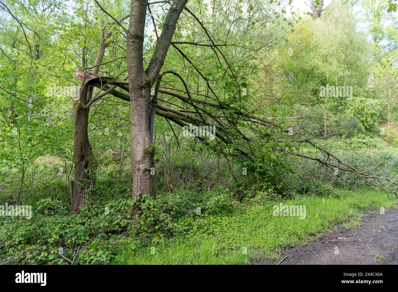 Un albero piegato e rotto si trova dietro un altro tronco di albero ancora intatto l'albero caduto e il tronco di albero intatto creano un effetto visivo contrastante, hi Foto Stock