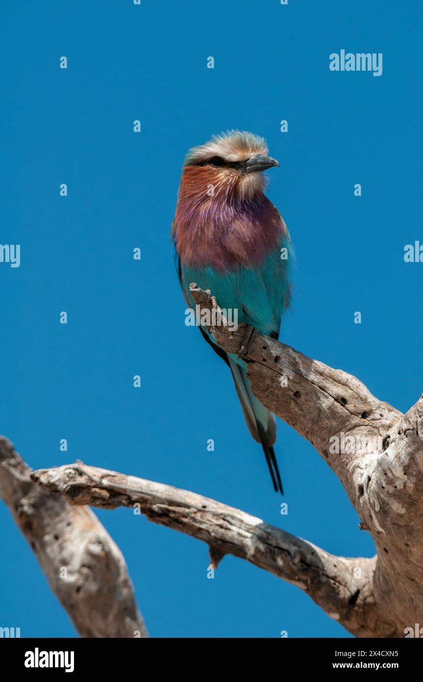 Un rullo alla lilla, Coracias cudatus, arroccato su un ramo d'albero. Parco Nazionale di Chobe, Kasane, Botswana. Foto Stock