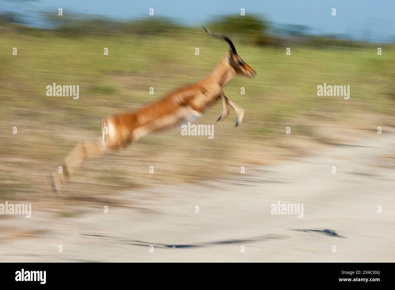 Un impala, Aepyceros melampus, correre e salpire. Chief Island, Moremi Game Reserve, Okavango Delta, Botswana. Foto Stock
