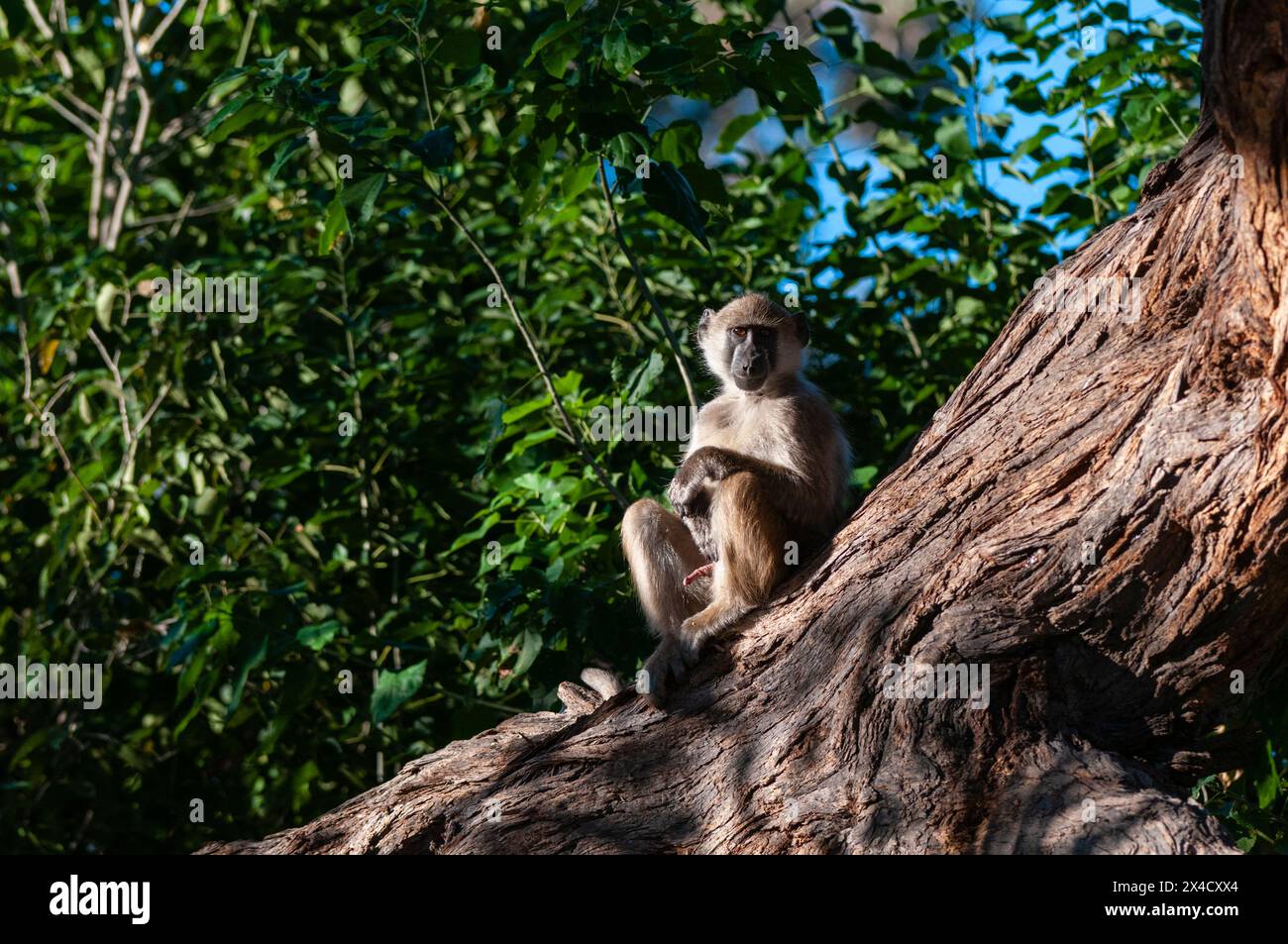 Ritratto di un baboon di chacma maschile, Papio ursinus, seduto su un grande tronco d'albero. Zona di concessione di Khwai, Delta di Okavango, Botswana. Foto Stock