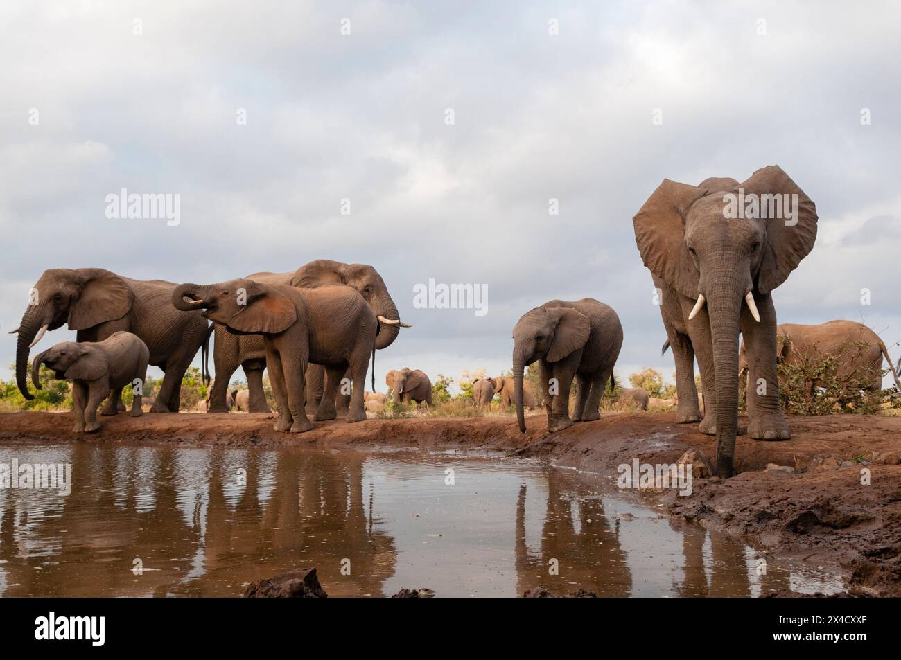 Una mandria di elefanti africani, Loxodonta Africana, che beve. Riserva di caccia di Mashatu, Botswana. Foto Stock