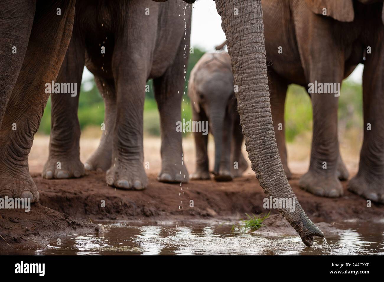 Dettaglio del tronco di un elefante africano, Loxodonta Africana, mentre beveva in un pozzo d'acqua. Riserva di caccia di Mashatu, Botswana. Foto Stock