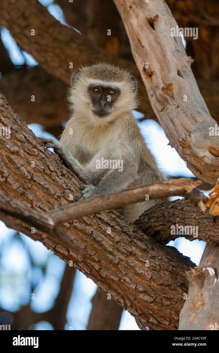 Una scimmia vervet, Cercopithecus aethiops, seduta su un ramo d'albero. Parco Nazionale di Chobe, Botswana. Foto Stock