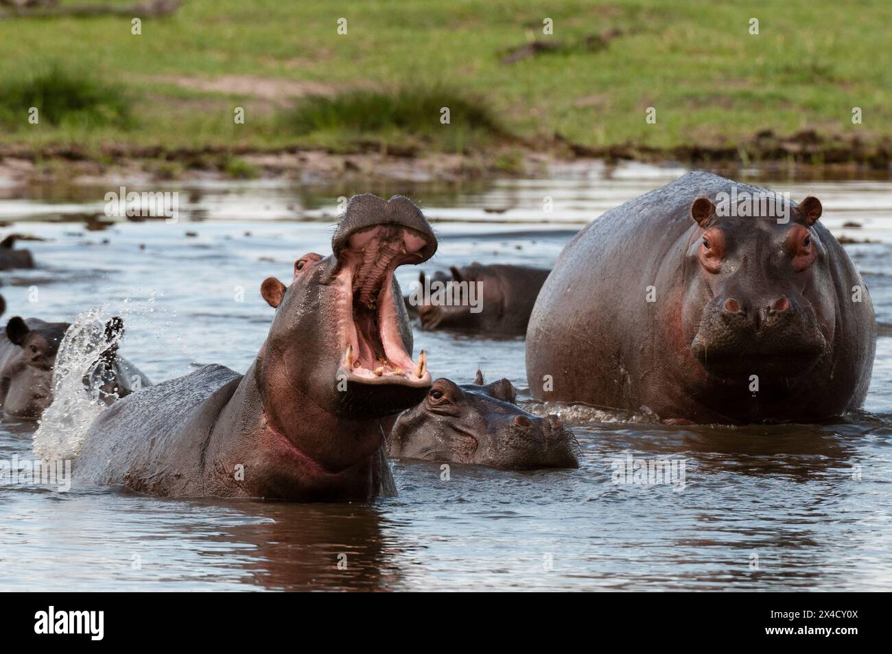 Ippopotami, Ippopotamo anfibio, in una piscina d'acqua. Uno sta mostrando un comportamento territoriale. Zona di concessione di Khwai, Okavango, Botswana. Foto Stock
