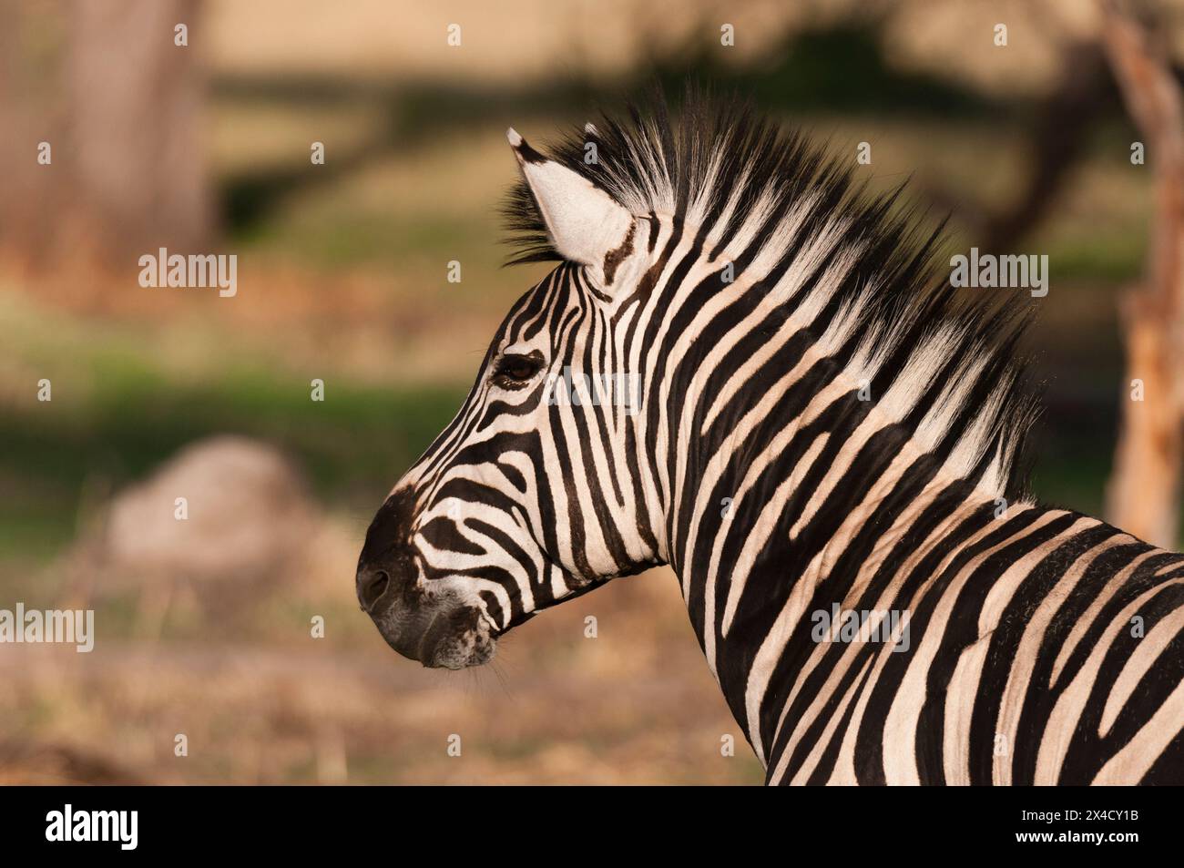 Ritratto ravvicinato di una pianura o della zebra di Burchell, Equus burchellii. Khwai Concession area, Okavango, Botswana. Foto Stock