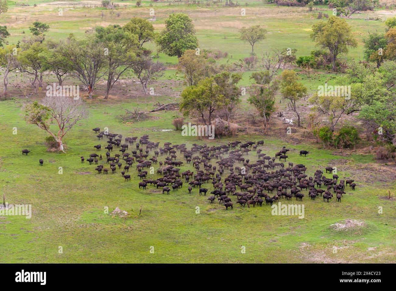 Veduta aerea di un gregge di bufali africani, il caffè Syncerus, in un paesaggio alberato. Delta Okavango, Botswana. Foto Stock Veduta aerea di un gregge di bufali africani, il caffè Syncerus, in un paesaggio alberato. Delta Okavango, Botswana. Foto Stock