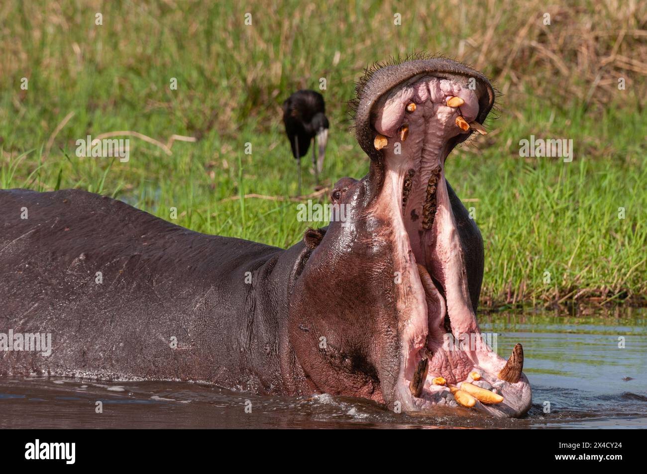 Un ippopotamo, Hippopotamo anfibio, in una esposizione territoriale di apertura della bocca. Concessione Khwai, Delta Okavango, Botswana. Foto Stock