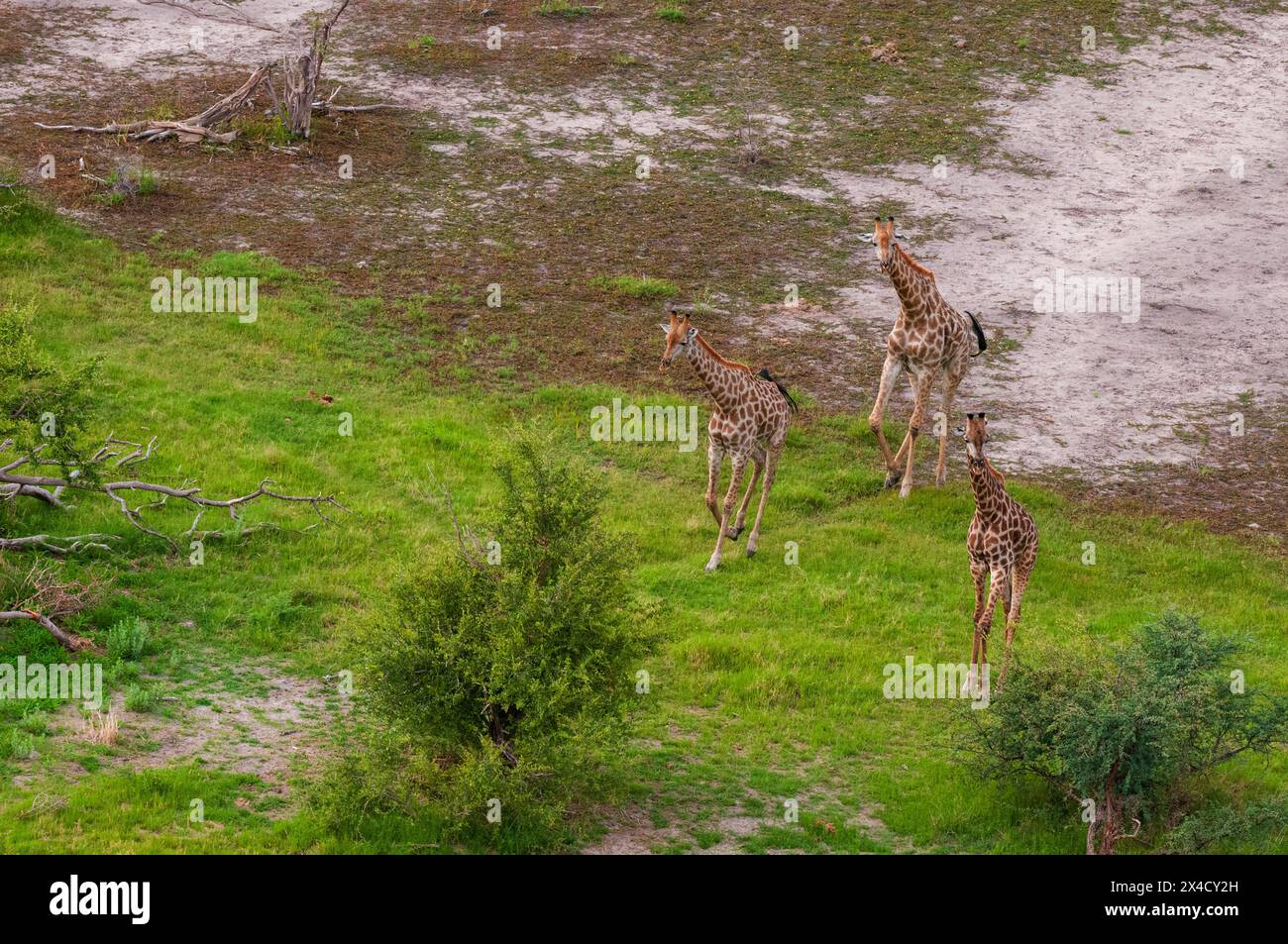 Una vista aerea delle giraffe meridionali, Giraffa camelopardalis, corsa. Delta Okavango, Botswana. Foto Stock