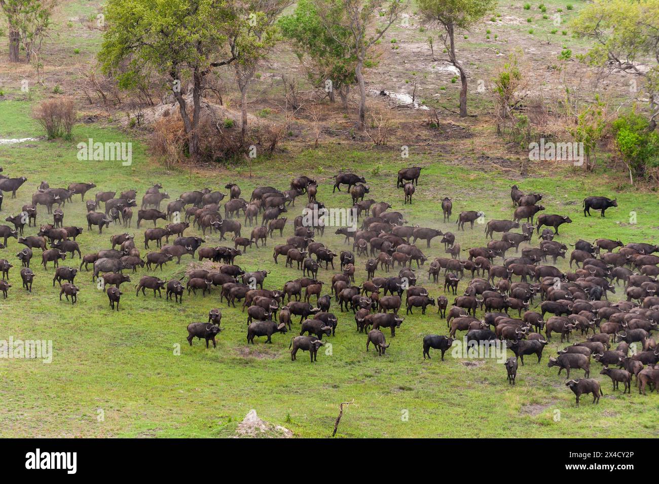 Veduta aerea di un gregge di bufali africani, il caffè Syncerus, in un paesaggio alberato. Delta Okavango, Botswana. Foto Stock Veduta aerea di un gregge di bufali africani, il caffè Syncerus, in un paesaggio alberato. Delta Okavango, Botswana. Foto Stock