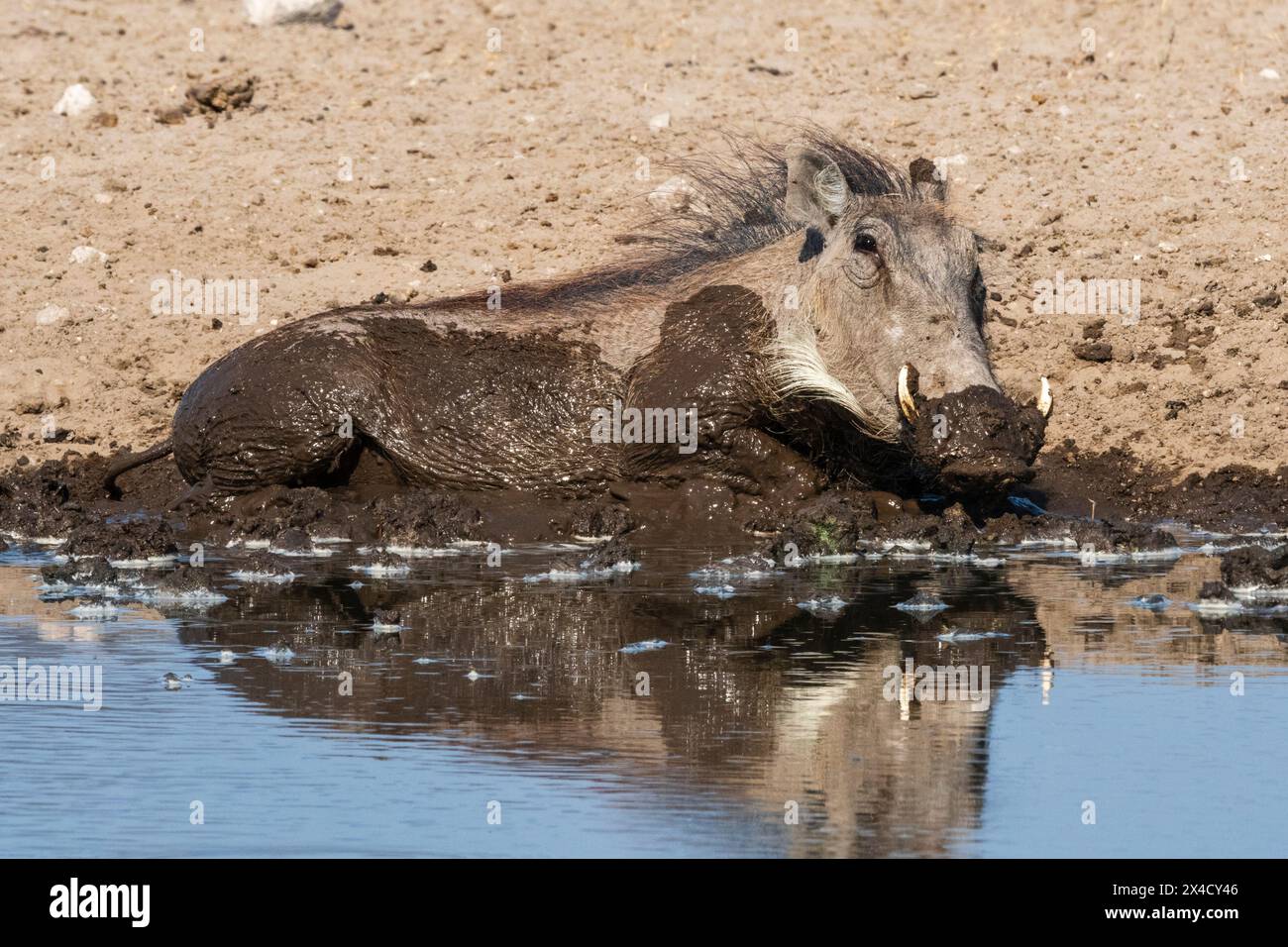 Un warthog, Phacochoerus africanus, facendo un bagno di fango. Kalahari, Botswana Foto Stock