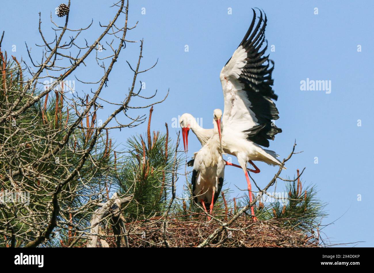 Cicogne bianche che si accoppiano sul nido, réserve ornithologique du Teich, Bassin d'Arcachon, Francia sud-occidentale Foto Stock