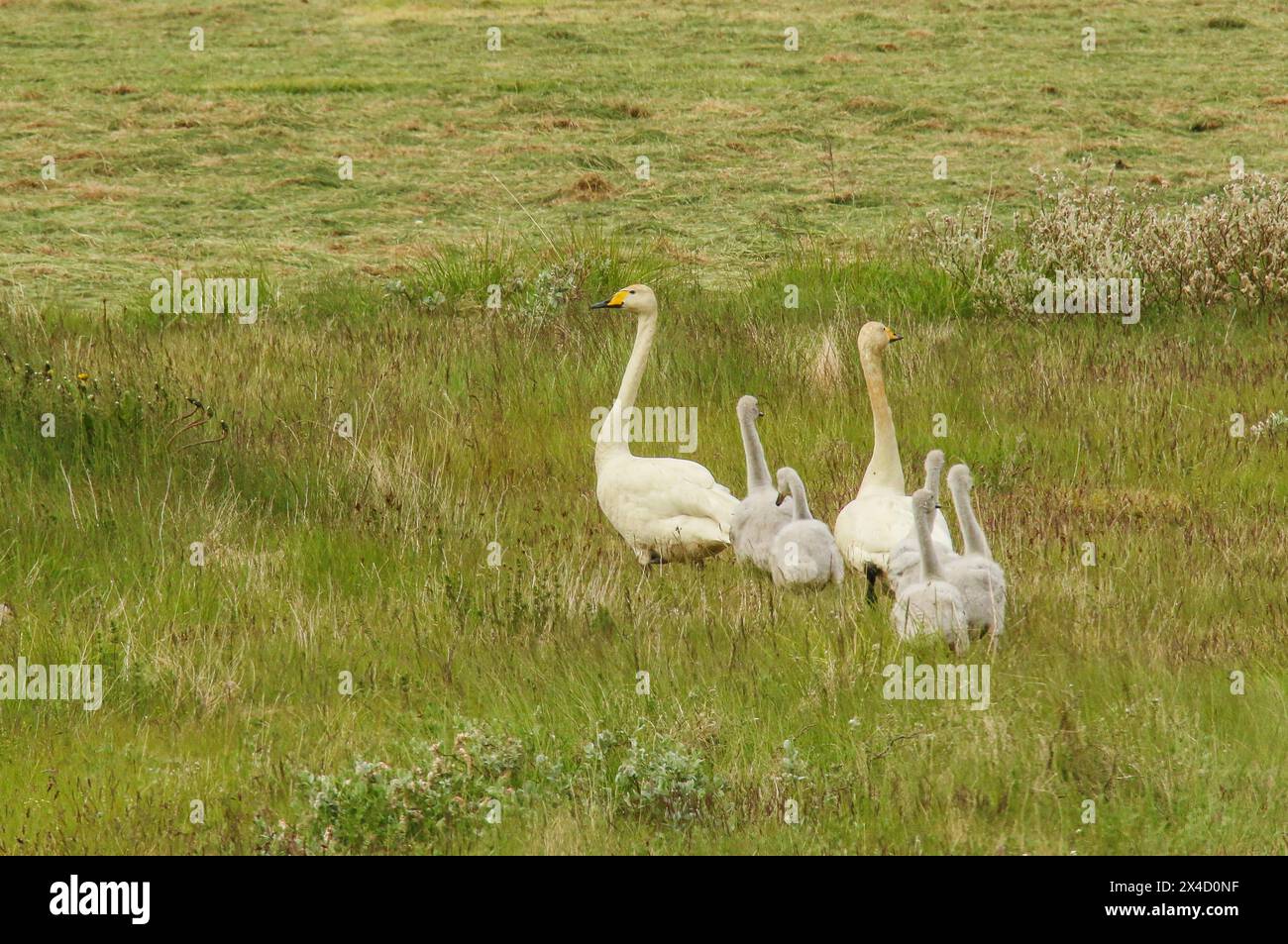 Una famiglia di cigni perfidi nel prato, l'Islanda Foto Stock