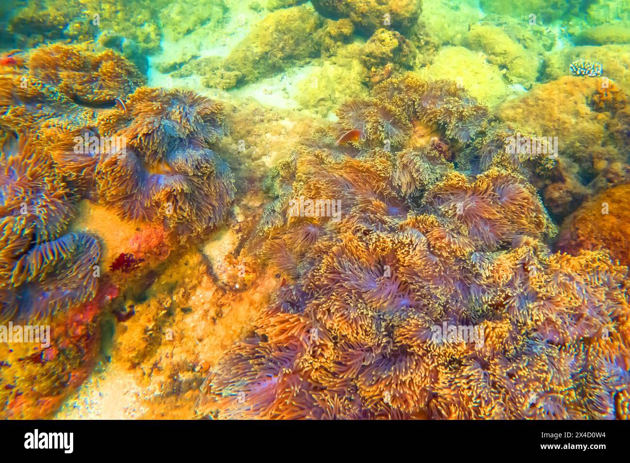 Anemoni marini tentacoli insediamenti coloniali nel loro habitat naturale calde acque tropicali su rocce barriera corallina. Foto Stock