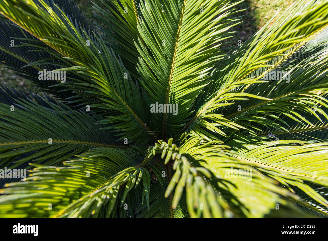 Abu Simbel, Assuan, Egitto. Palme verdi lungo il lago Nasser. Foto Stock