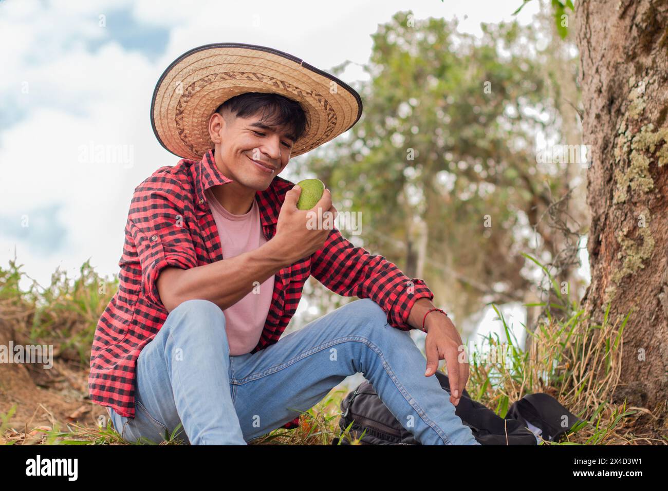 stile di vita: contadino latino che si gode la raccolta di manghi verdi Foto Stock