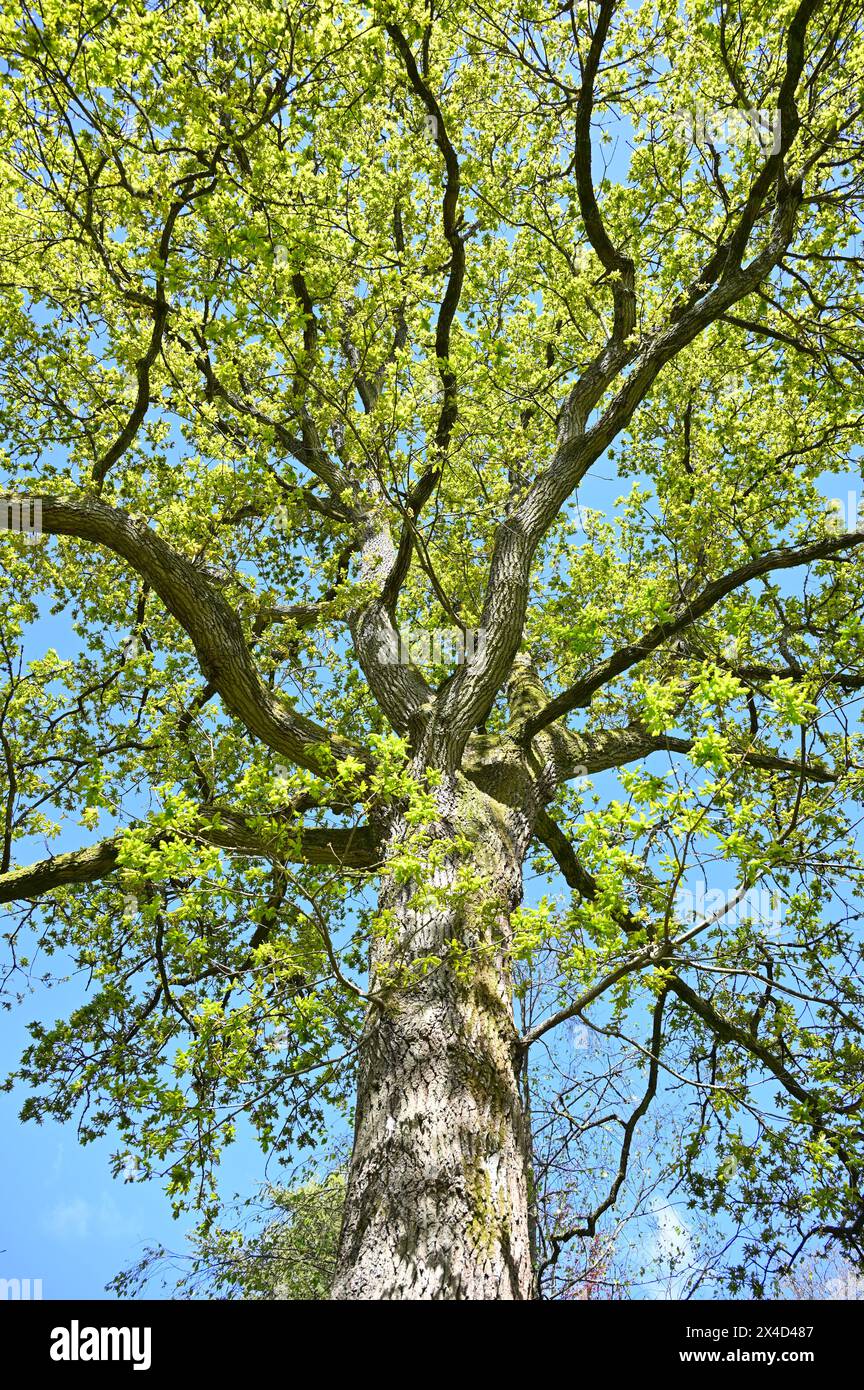 Foglie di primavera verdi fresche di quercia inglese comune, Quercus Robur UK aprile Foto Stock