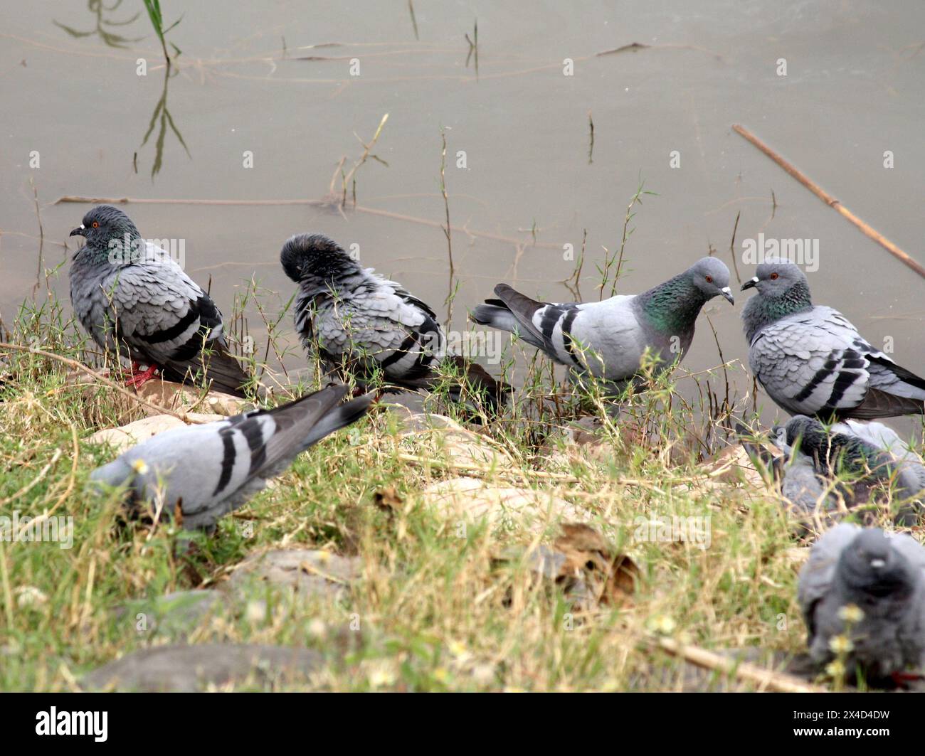 Gregge di colombe di roccia (Columba livia) che si godono il bagno su un lago : (Pix Sanjiv Shukla) Foto Stock
