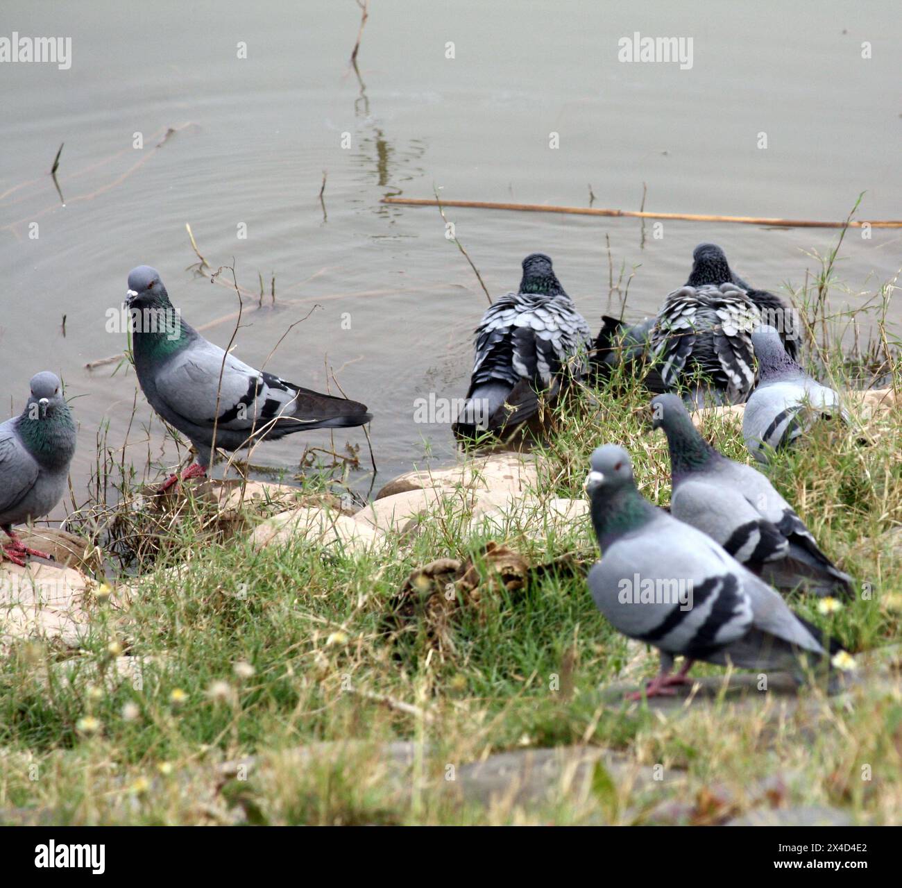 Gregge di colombe di roccia (Columba livia) che si godono il bagno su un lago : (Pix Sanjiv Shukla) Foto Stock