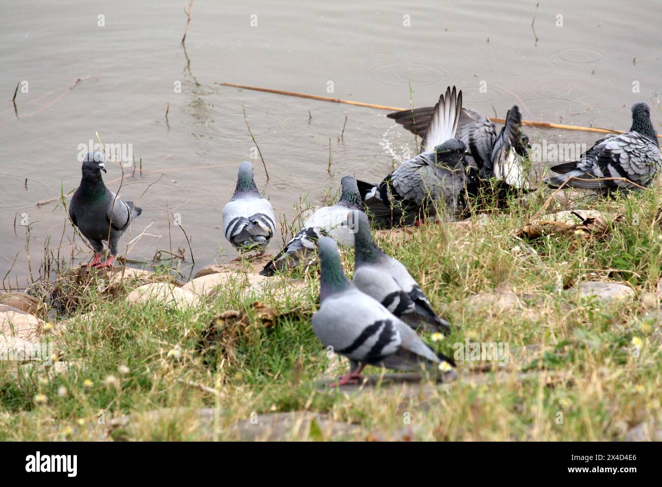 Gregge di colombe di roccia (Columba livia) che si godono il bagno su un lago : (Pix Sanjiv Shukla) Foto Stock