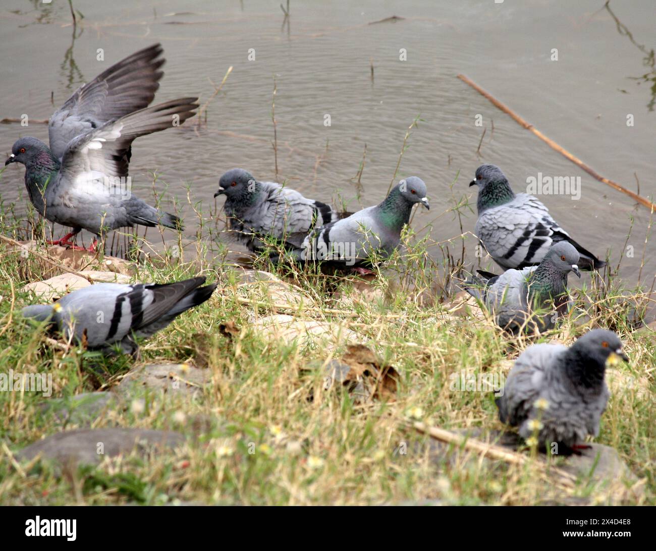 Gregge di colombe di roccia (Columba livia) che si godono il bagno su un lago : (Pix Sanjiv Shukla) Foto Stock
