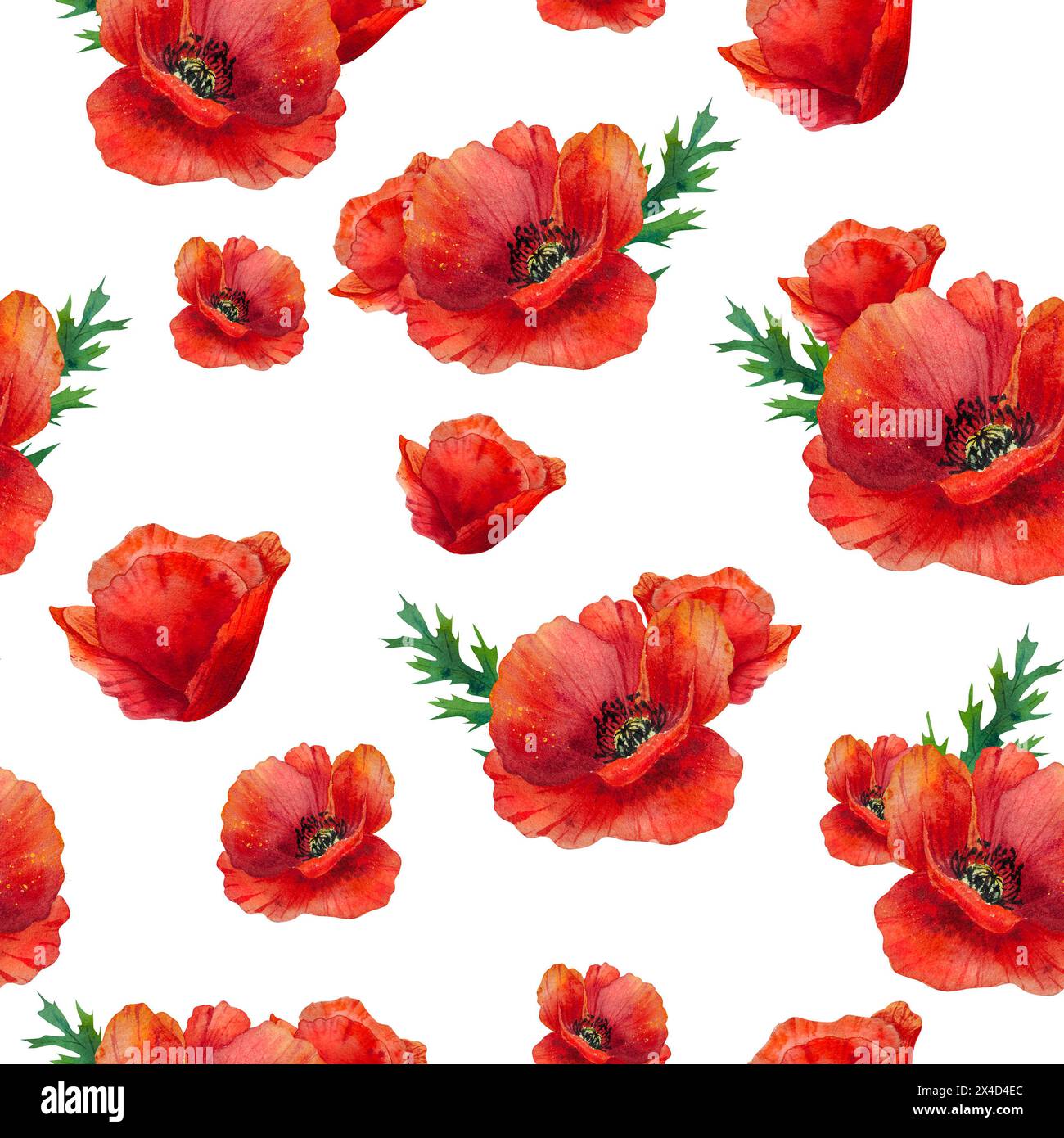 Papavero, papaveri, motivo senza cuciture, acquerello, dipinto a mano, illustrazione Foto Stock
