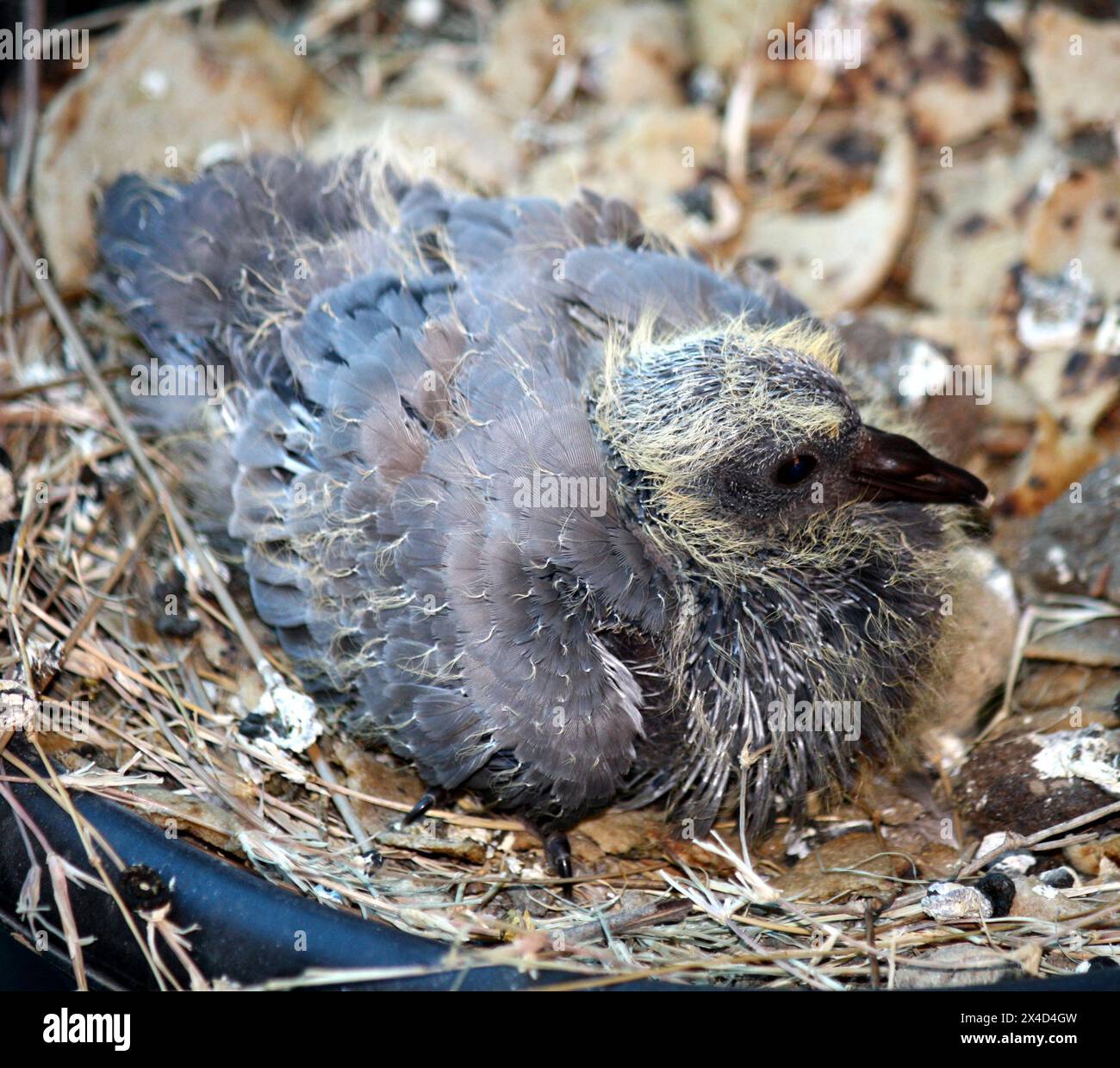 Pulcino colomba (Columba livia) in un nido : (Pix Sanjiv Shukla) Foto Stock