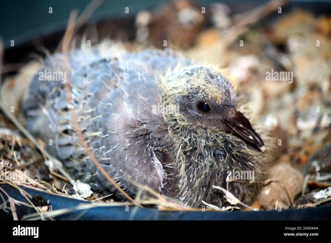 Pulcino colomba (Columba livia) in un nido : (Pix Sanjiv Shukla) Foto Stock