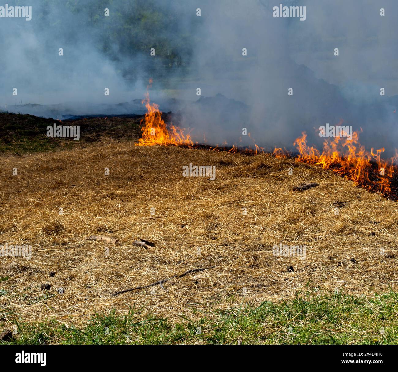 È in corso una combustione controllata per rimuovere paglia e fieno vecchi e consentire la crescita di erba fresca nel pascolo. Il fumo spensierato scorre sopra l'fla danzante Foto Stock