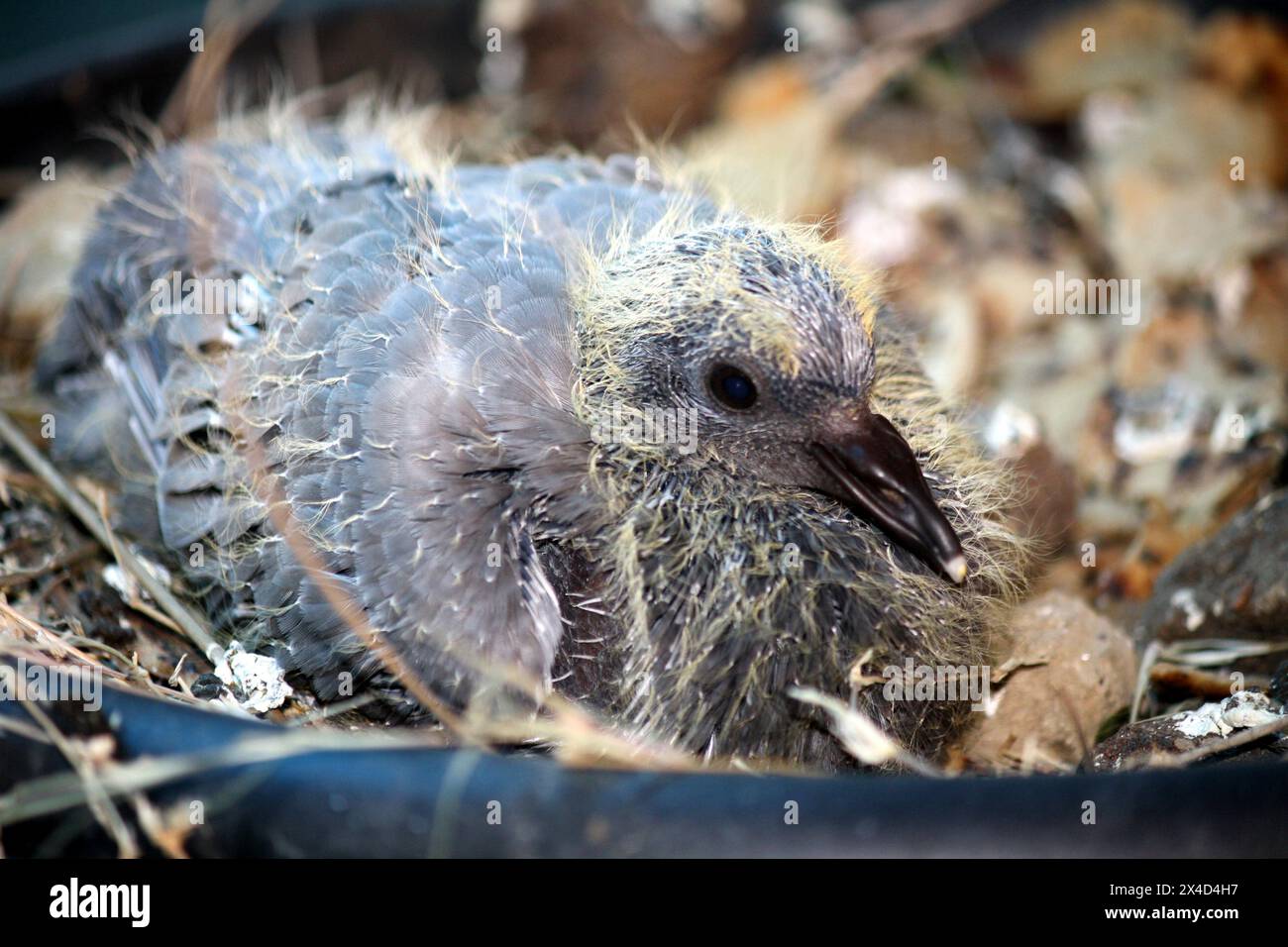 Pulcino colomba (Columba livia) in un nido : (Pix Sanjiv Shukla) Foto Stock