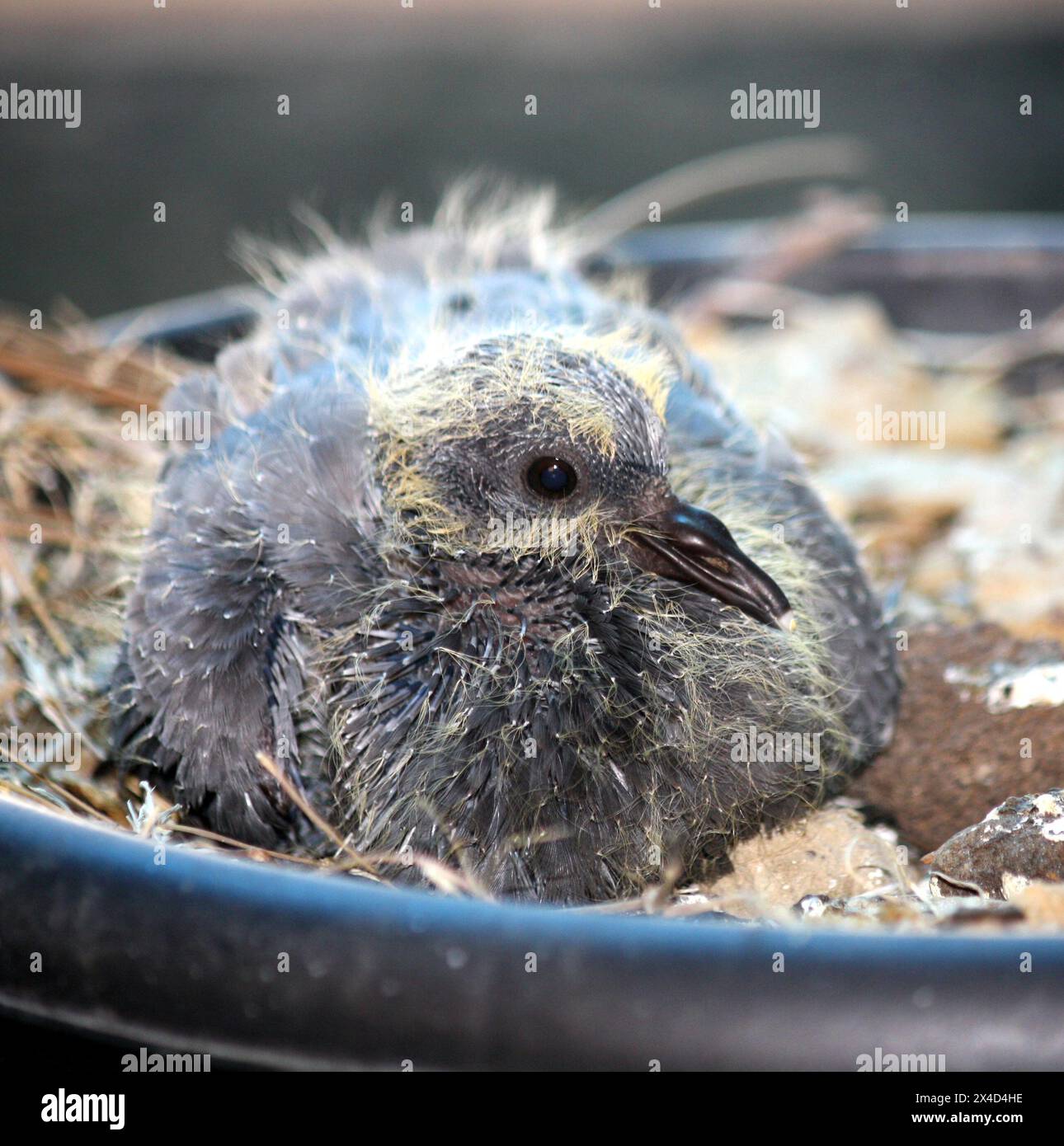 Pulcino colomba (Columba livia) in un nido : (Pix Sanjiv Shukla) Foto Stock