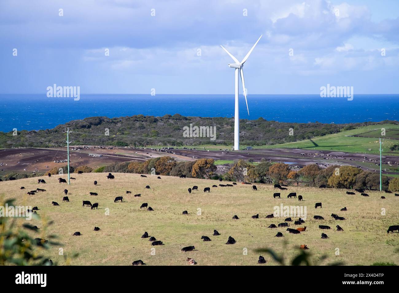 Diverse turbine eoliche in un campo sullo sfondo di un paesaggio naturale con una fattoria agricola, mucche su un campo e mare blu Foto Stock