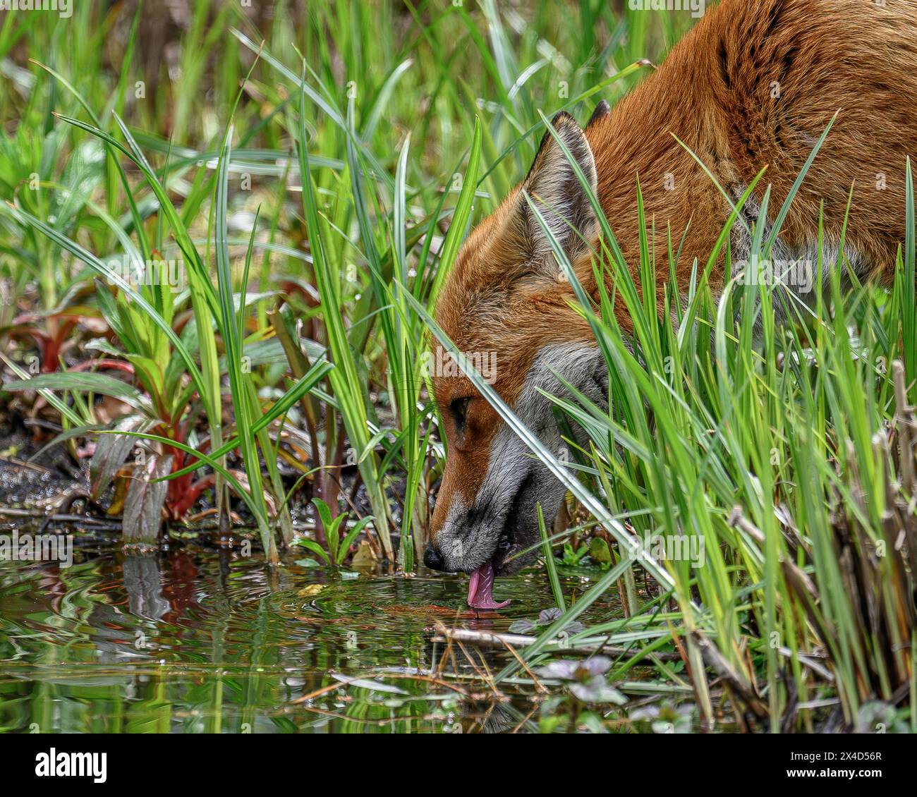 Fox che beve Foto Stock