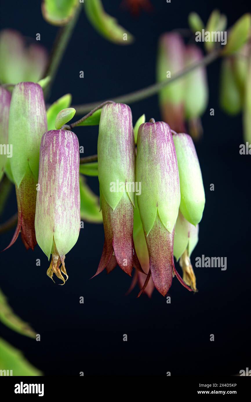Primo piano di fiori di campane della cattedrale fiori. (Bryophyllum pinnatum). Una succulenta specie vegetale della famiglia Crassulaceae nell'ordine Saxifragales. Foto Stock