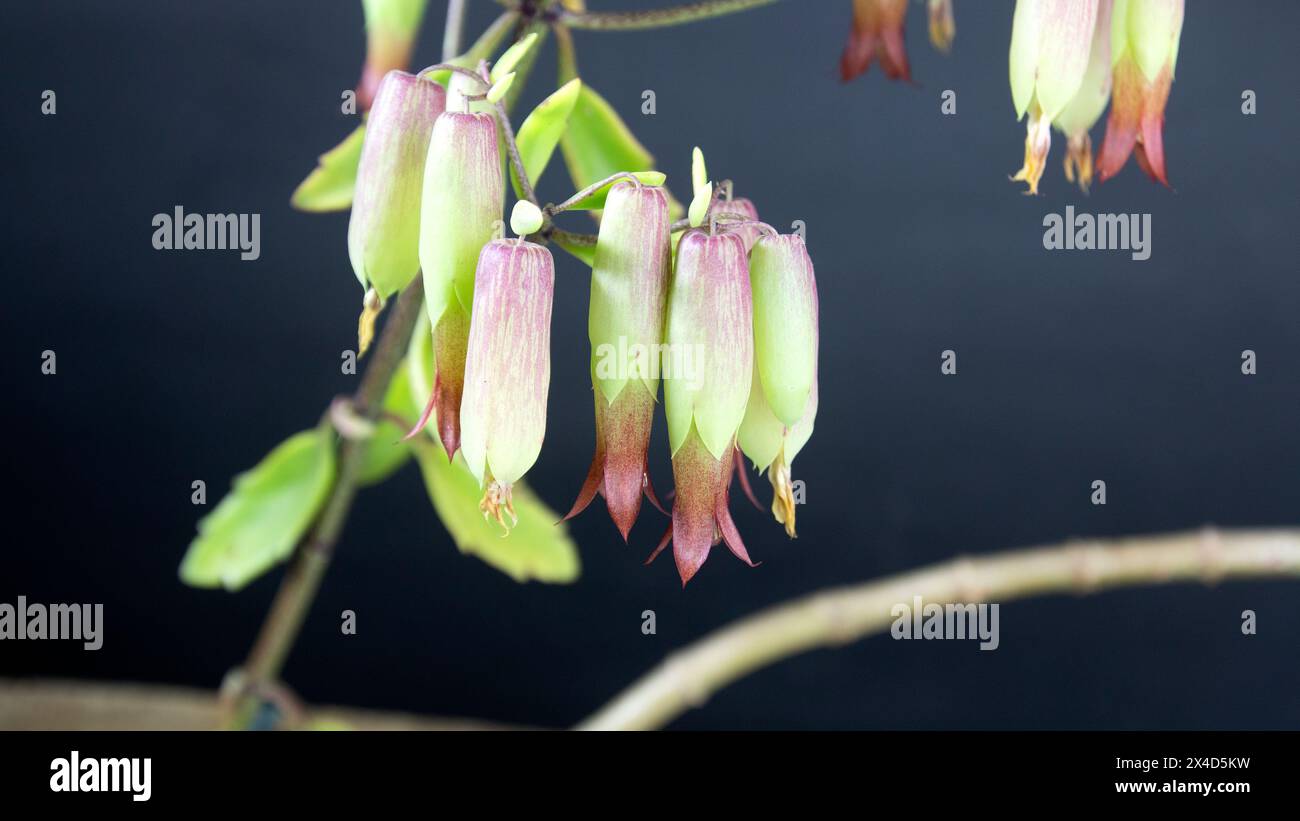 Primo piano di fiori di campane della cattedrale fiori. (Bryophyllum pinnatum). Una succulenta specie vegetale della famiglia Crassulaceae nell'ordine Saxifragales. Foto Stock