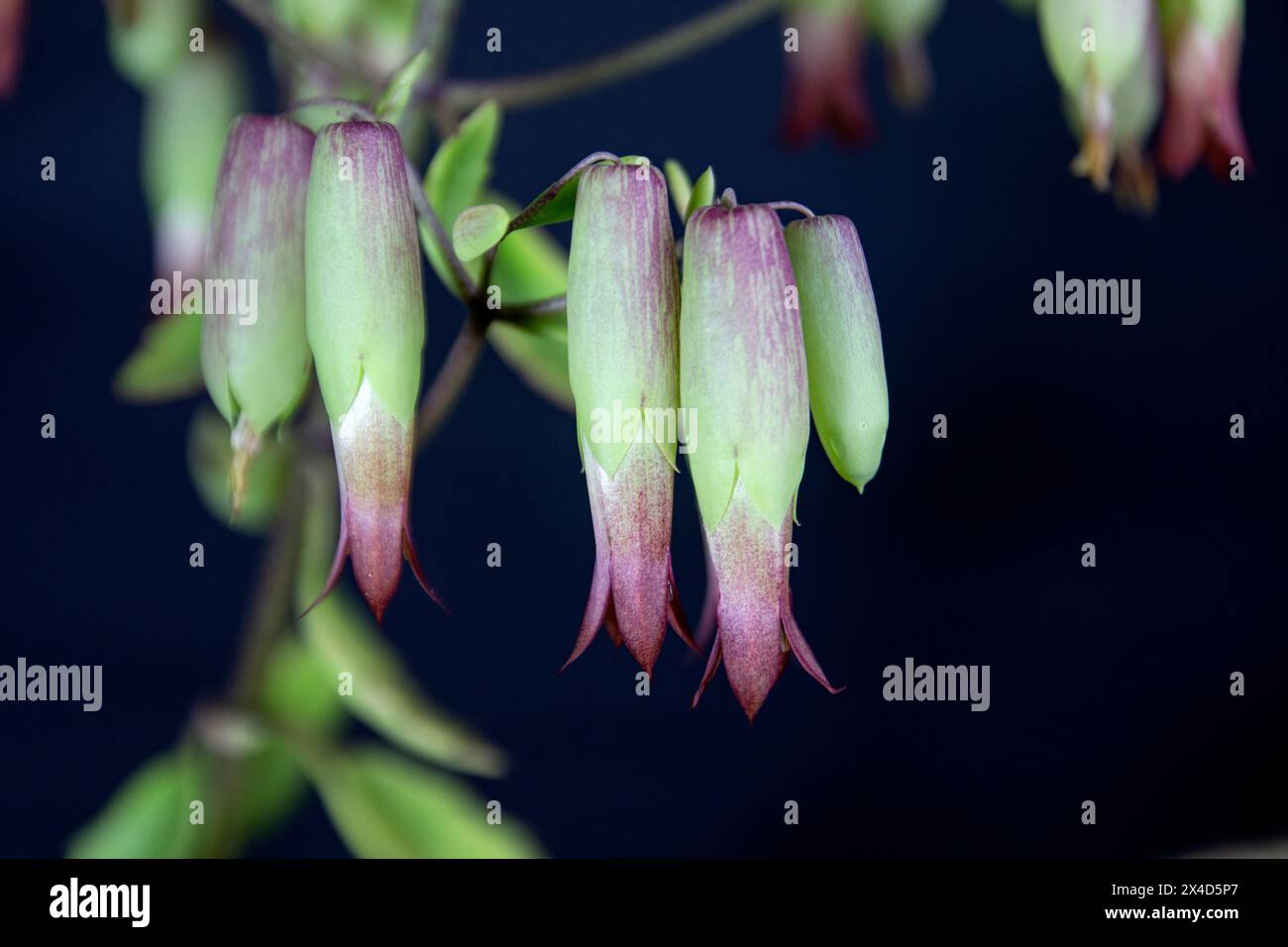 Primo piano di fiori di campane della cattedrale fiori. (Bryophyllum pinnatum). Una succulenta specie vegetale della famiglia Crassulaceae nell'ordine Saxifragales. Foto Stock