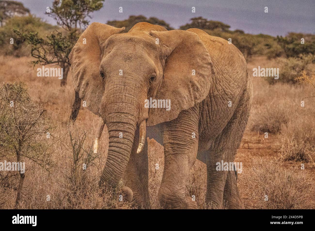 Elefante di Amboseli, Kenya, Parco Nazionale di Amboseli, Africa Foto Stock