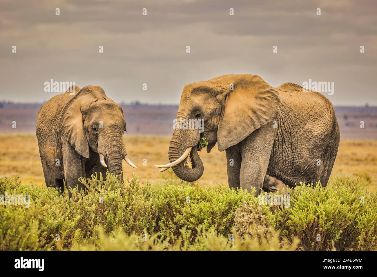 Coppia di elefanti Parco Nazionale di Amboseli, Africa Foto Stock