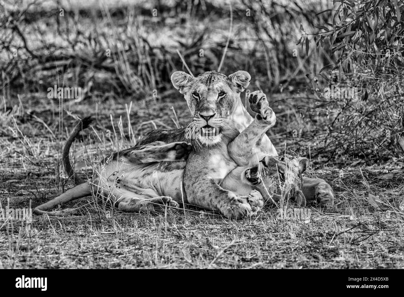 Lion Pride, Tsavo West National Park, Africa Foto Stock