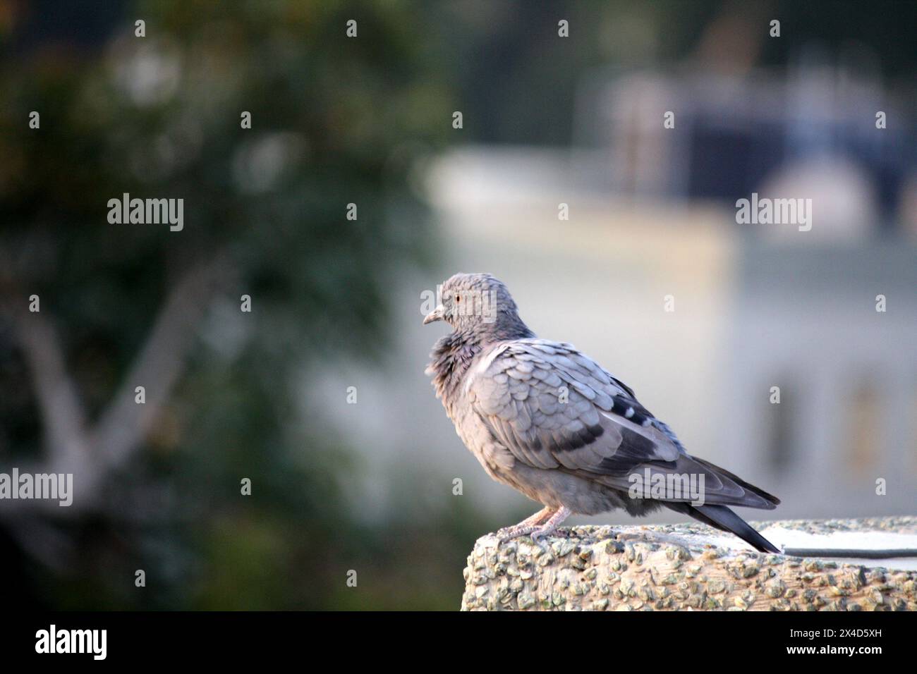 Colomba di roccia subadulta (Columba livia) che domina i suoi dintorni: (Pix Sanjiv Shukla) Foto Stock