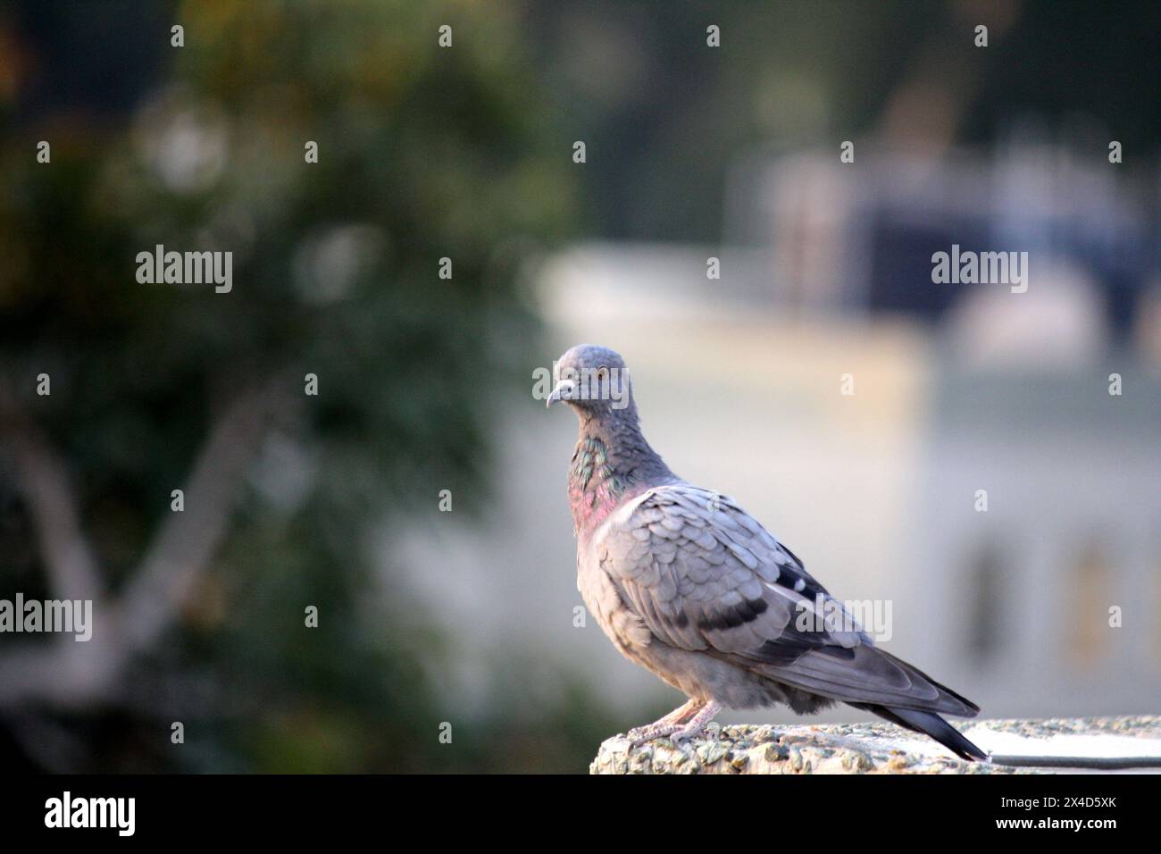 Colomba di roccia subadulta (Columba livia) che domina i suoi dintorni: (Pix Sanjiv Shukla) Foto Stock