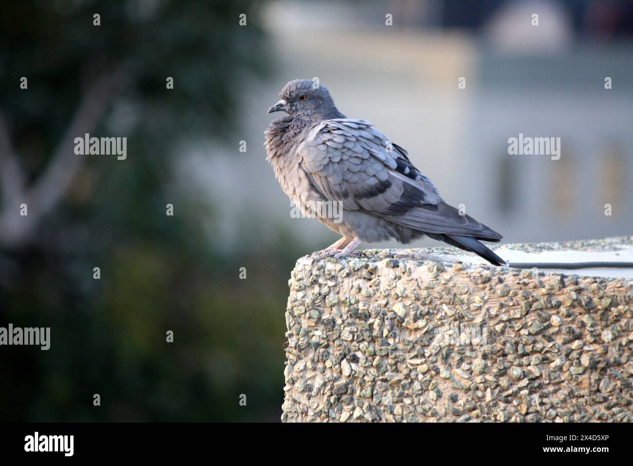 Colomba di roccia subadulta (Columba livia) che domina i suoi dintorni: (Pix Sanjiv Shukla) Foto Stock