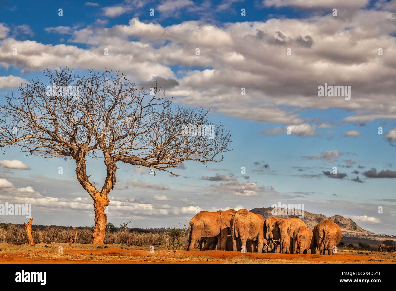 Laghetto per innaffiare elefanti, Tsavo West National Park, Africa Foto Stock