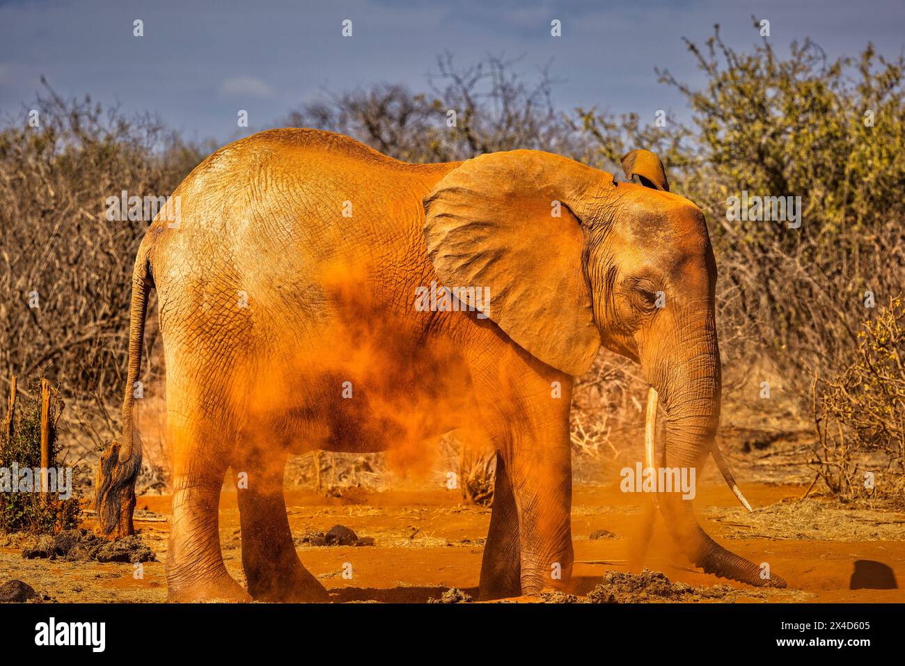 Elefante Rosso, Parco Nazionale dello Tsavo Ovest, Africa Foto Stock