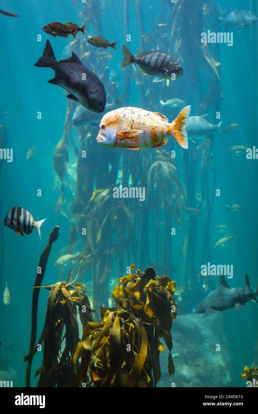 Pesci tropicali splendidamente colorati in un grande acquario. Foto Stock