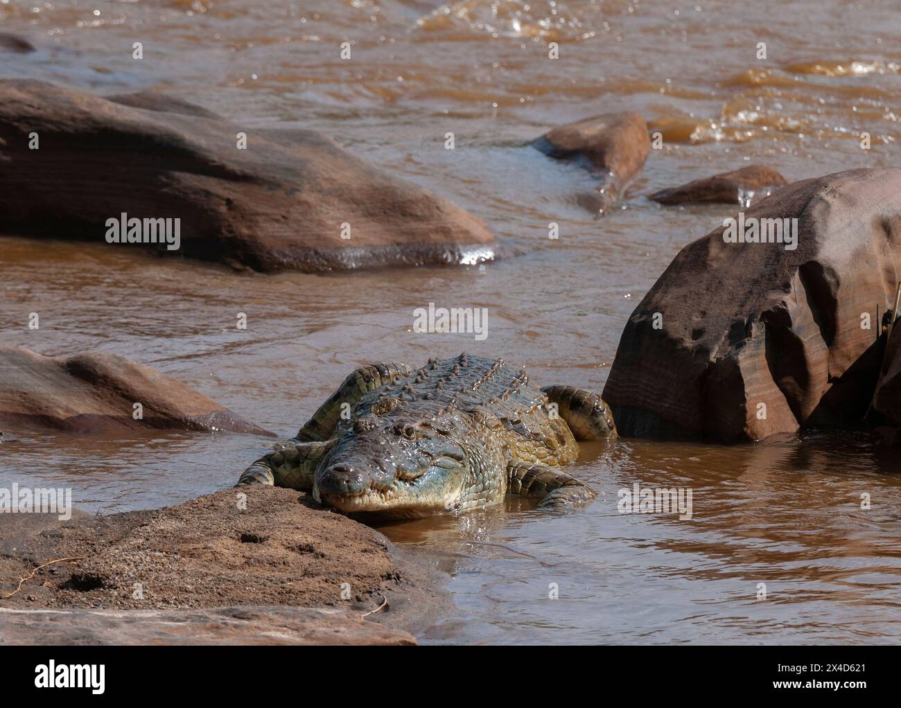 Un coccodrillo del Nilo, Crocodylus niloticus, che riposa su una riva del fiume. Fiume Galana, Parco Nazionale Tsavo Est, Kenya. Foto Stock