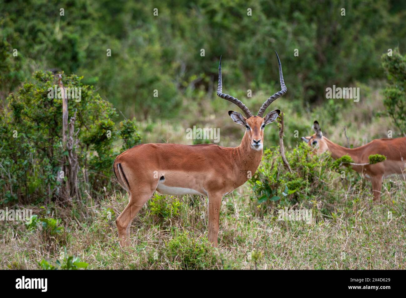 Ritratto di un impala maschile, Aepyceros melampus, con un altro pascolo sullo sfondo. Masai Mara National Reserve, Kenya. Foto Stock