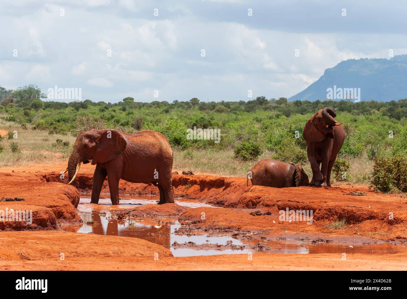 Elefanti africani, Loxodonta Africana, che fanno un bagno di fango. Tsavo East National Park, Kenya. Foto Stock